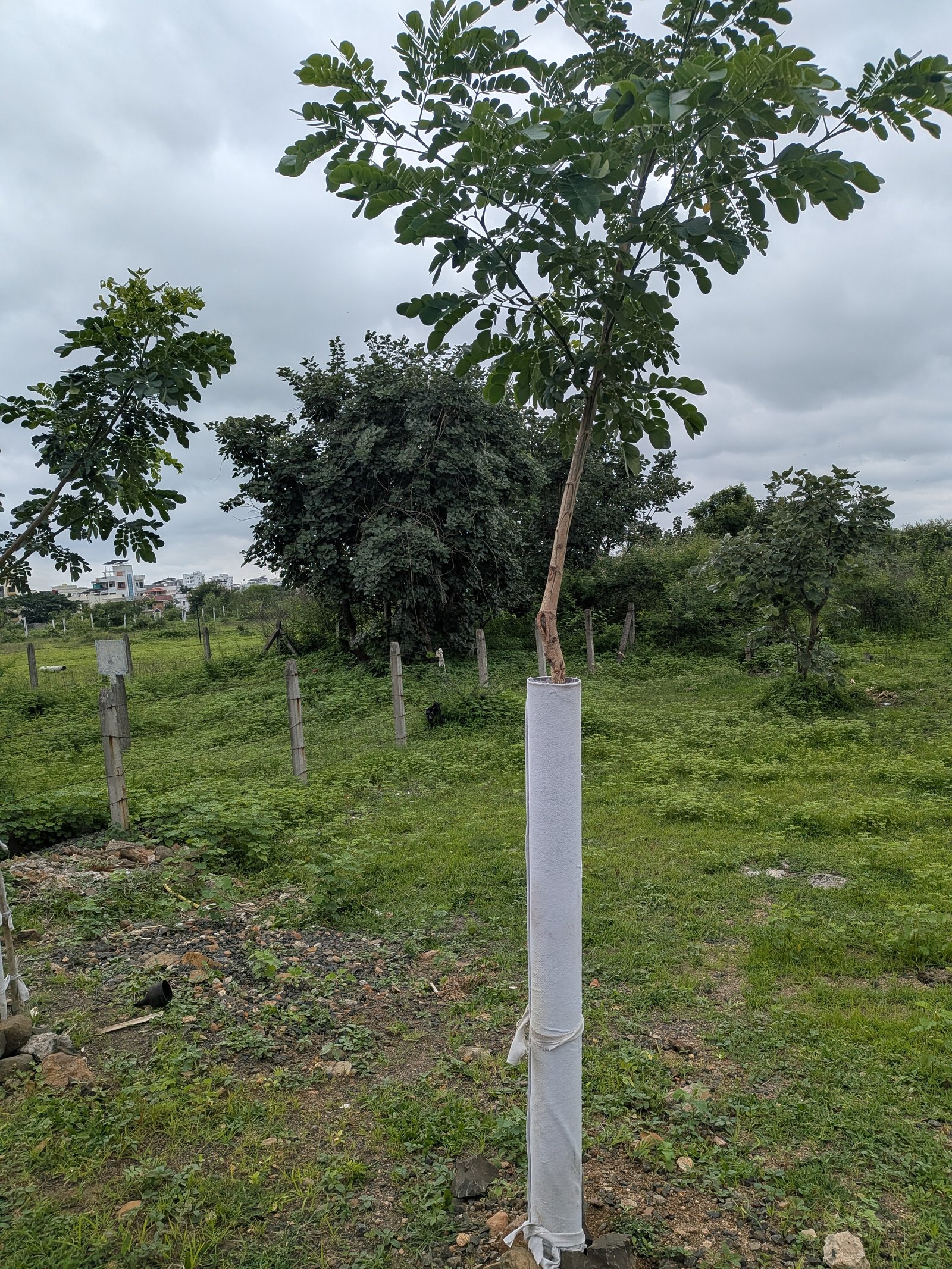 Plot